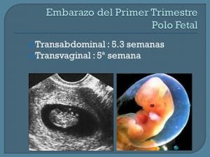 Transabdominal : 5.3 semanas. Transvaginal : 5ª semana.