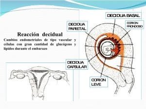 membranas fetales placenta 3 728