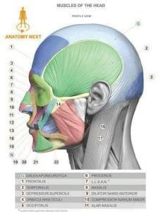 111111Anatomía Músculos faciales