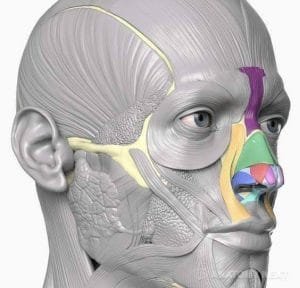 11111Anatomía Músculos facialesv