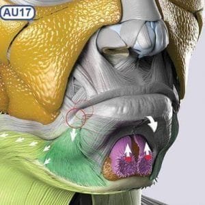 11111Anatomía Músculos facialesw