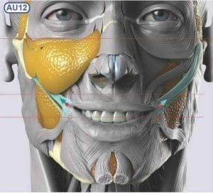 Anatomia de los Músculos Faciales