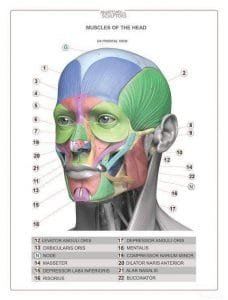 Anatomia de los Músculos Faciales